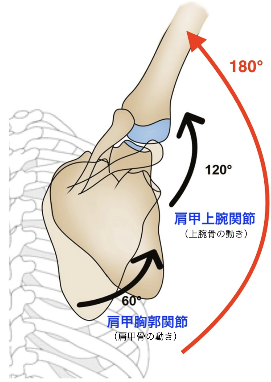 肩甲骨の働き・特徴 - 駒ヶ根の国家資格保有者による整体 | 肩腰の不調